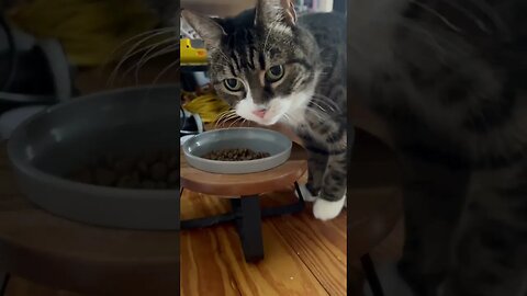 Listen to my Cat Purring While Eating 😻 #purr #purrfect