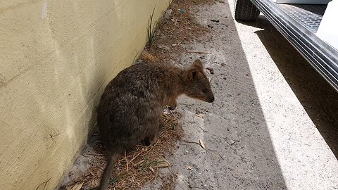 Rottnest Island