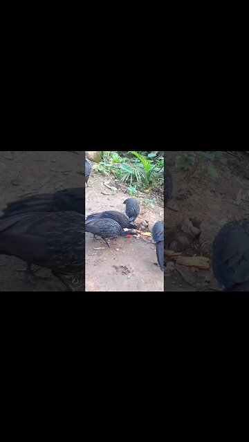 Jacu e seus filhotes com fome em busca de comida Jacuaçu