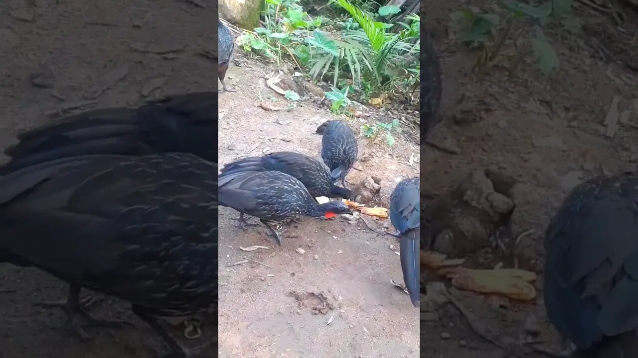 Jacu e seus filhotes com fome em busca de comida Jacuaçu