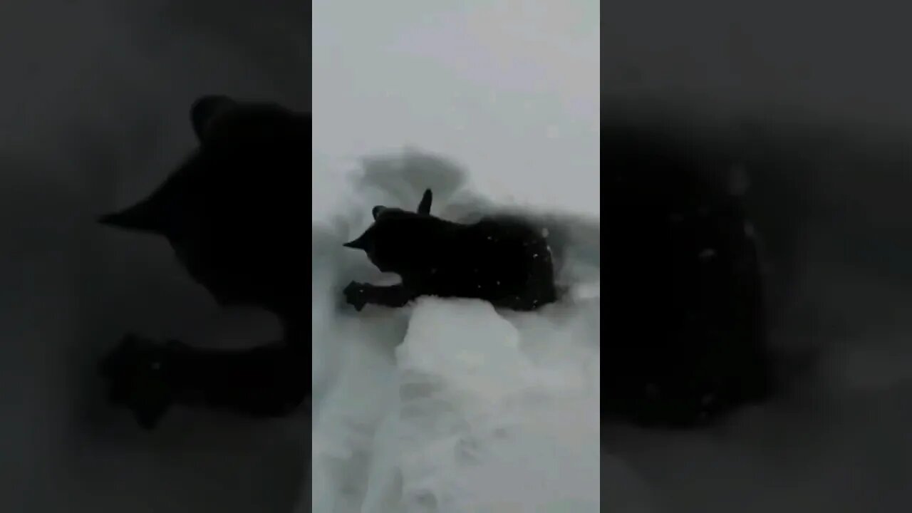 Joyful Kitten First time in Snow!