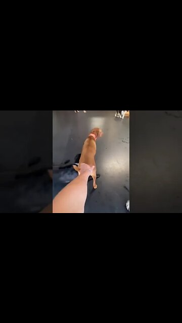 caramelo e sua nova equipe 😂 #cachorrocaramelo #caramelo #viral #shorts