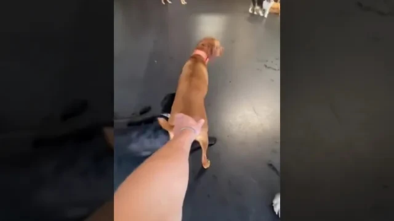 caramelo e sua nova equipe 😂 #cachorrocaramelo #caramelo #viral #shorts