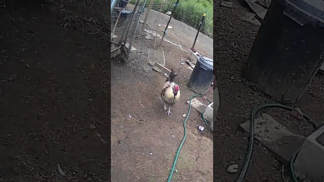 13 February 2023 Frank my rooster