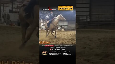 Lucy - Royally bred, beautiful color and great conformation! Offered exclusively on Horsebid.com!