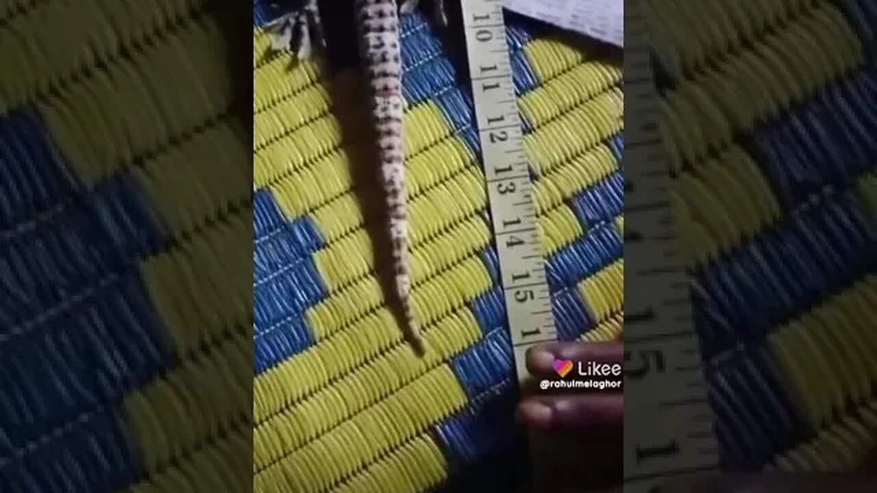 তক্কো সাপ দিয়ে মানুষকে ঠকানো হচ্ছে সবাই সচেতন হোন, এটা একটি প্রতারণা।