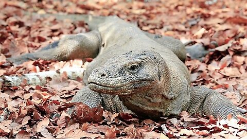 "The Fierce Giant: The Komodo Dragon"