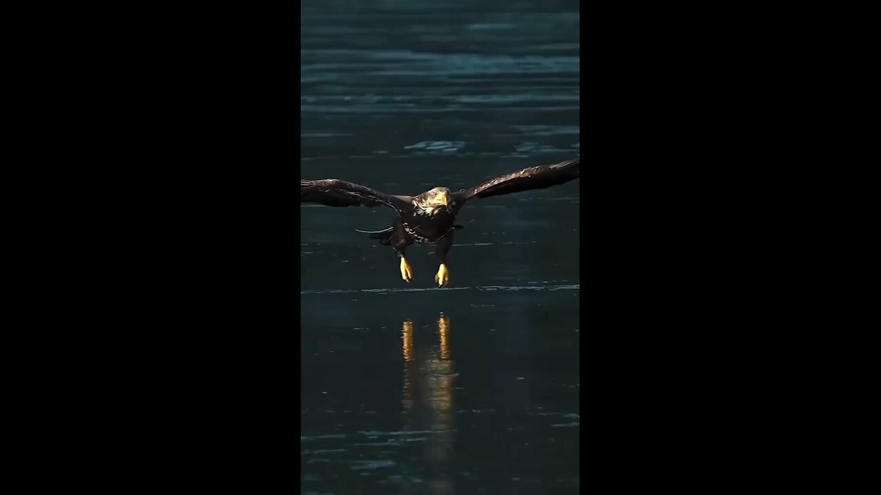 Eagle hunt