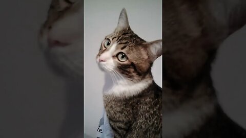 Cut Cat Marks the Furniture #shorts