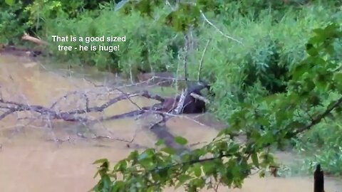 Observing Summer Beaver