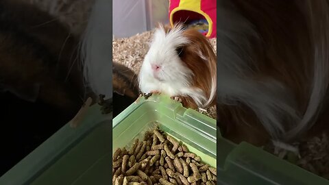Guinea pig self service