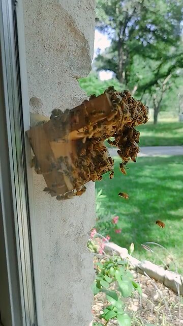 A beehive with a view Wait for it