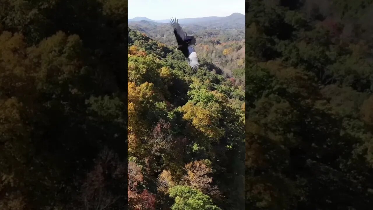 Bird Almost Hit My Drone