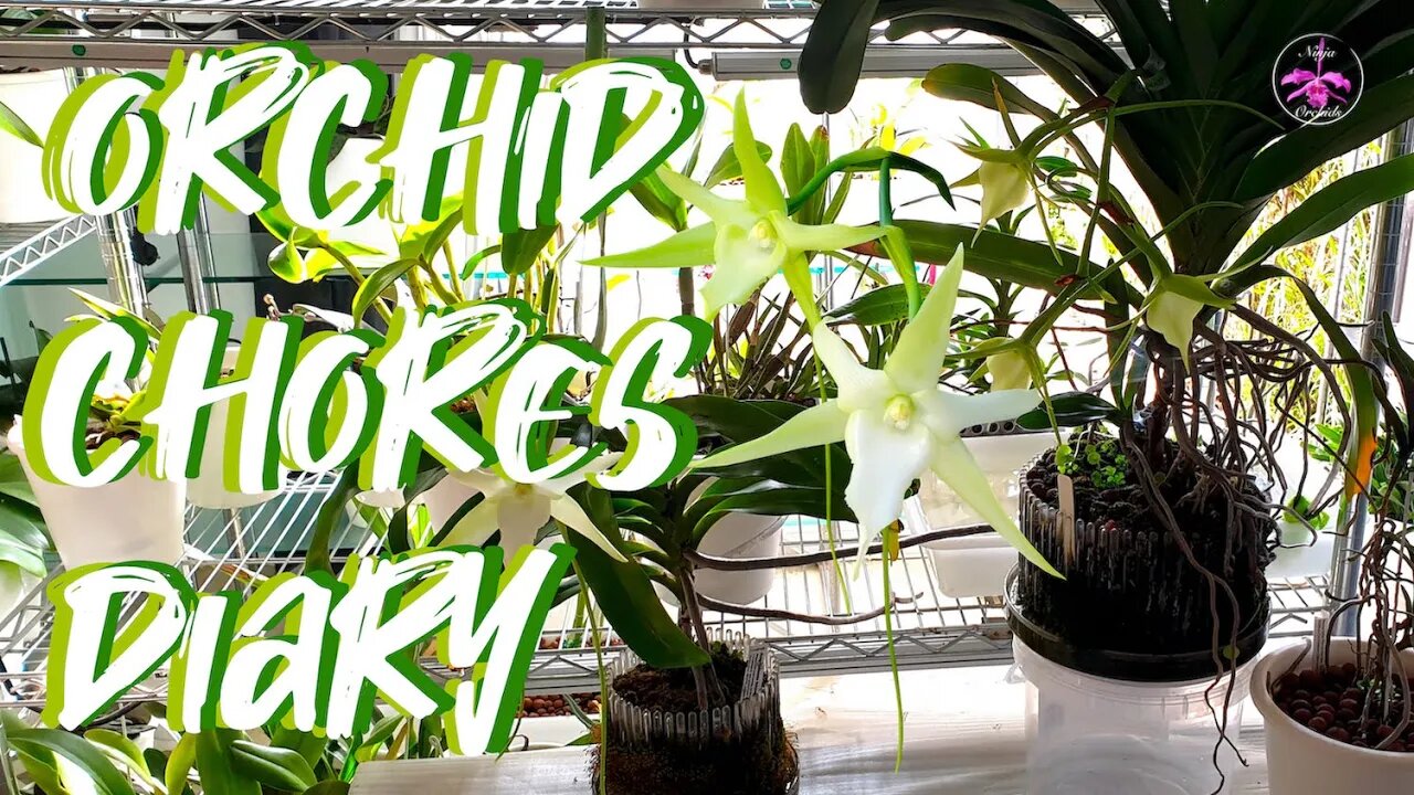 Chat or Rant 🫣🤯 | Orchid Grow Space Angraecum Bloom Shuffle 🤩🥳 #ninjaorchids #angraecums