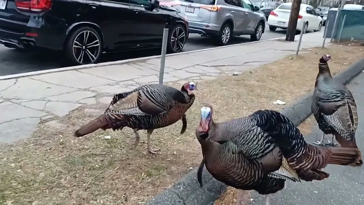 turkeys in the hood