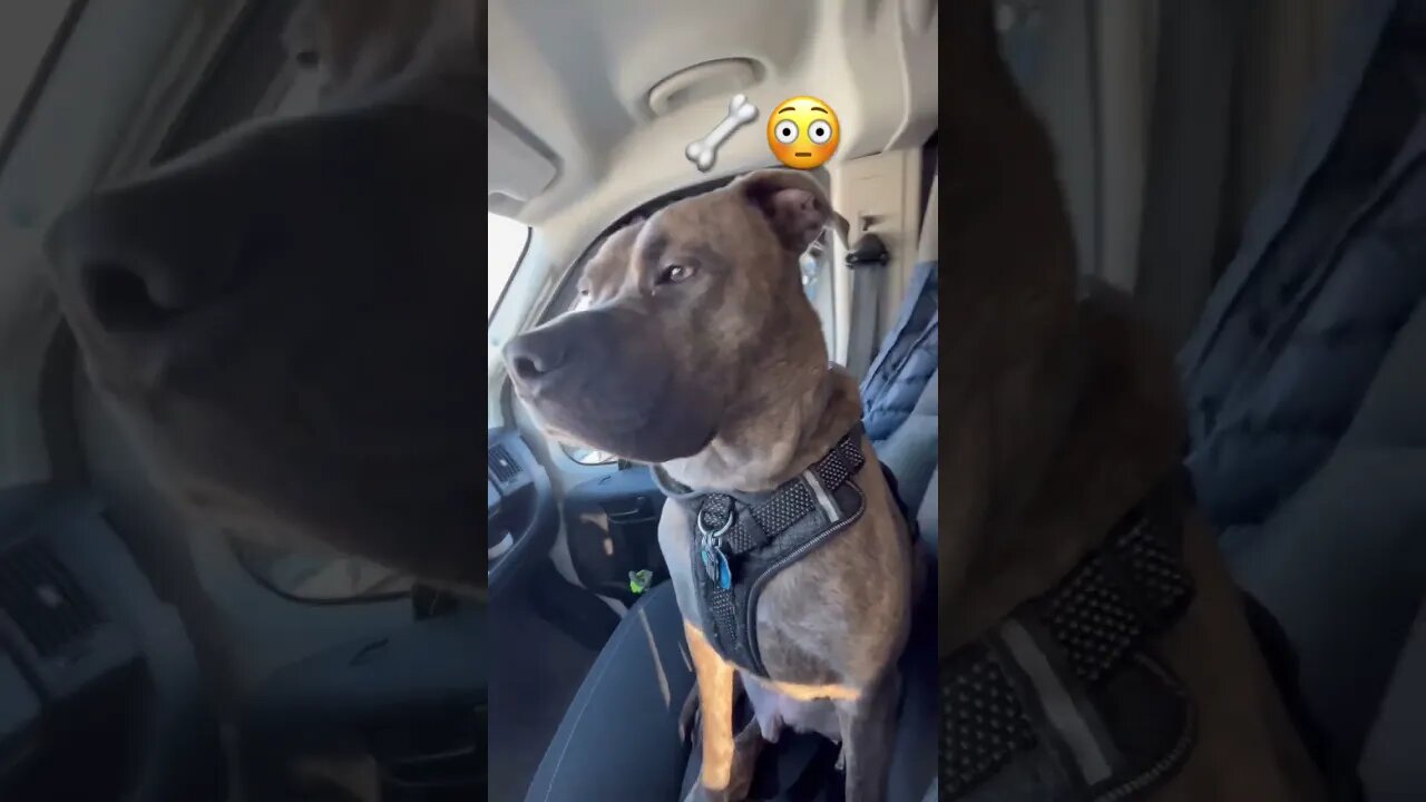 Treat? #travel #pets #funnyvideo #dog #pets #shorts #viral