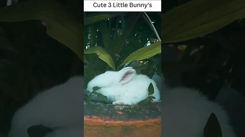 Cute 3 Little Bunny's #short #shorts #shortvideo #viral #viralvideo #viralshort #trending