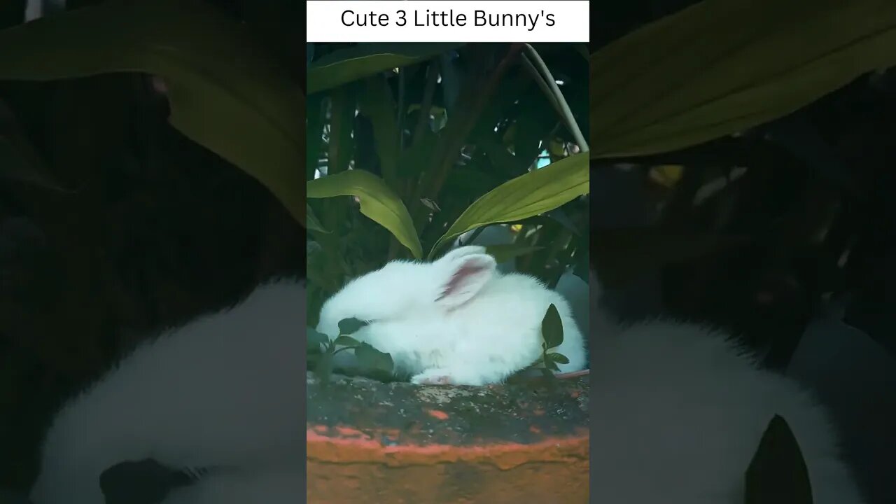 Cute 3 Little Bunny's #short #shorts #shortvideo #viral #viralvideo #viralshort #trending