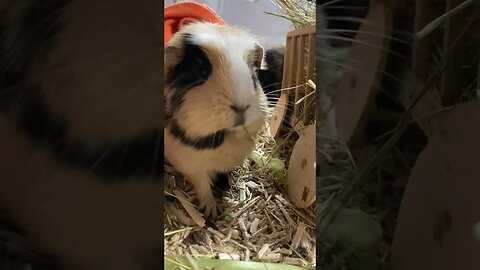 Guinea pig Svea doesn’t let you out of her sight
