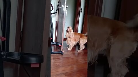 #dogshow , #animals , #dogs , #shorts