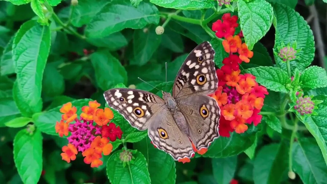 Beautiful world butterfly / Relax melody #Nashvi #butterfly #relax