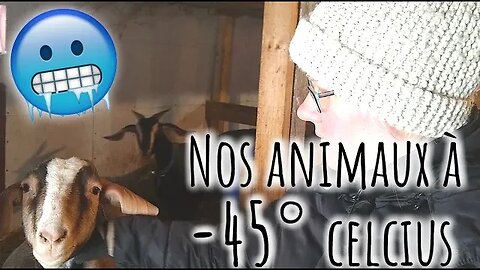 🥶 Comment nos ANIMAUX survivent à -45° celcius!! 🥶 #298