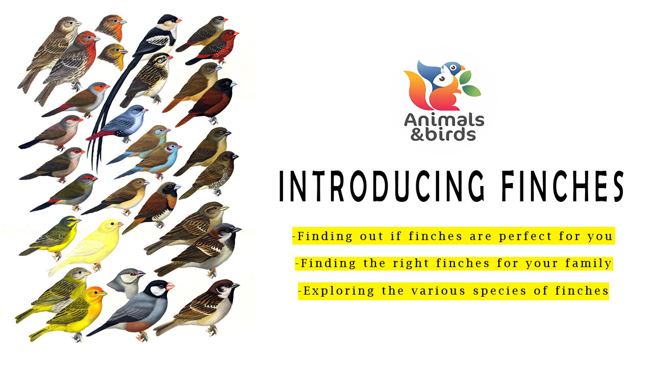 Introducing Finches