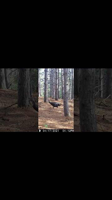 Have you tried scouting turkeys with this? #turkey #turkeyhunting #biology