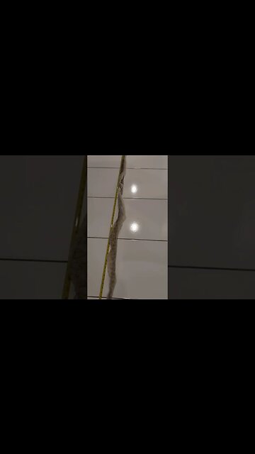 Huge 9ft+ Snake Skin!!! Sydney!!! Subscribe for more