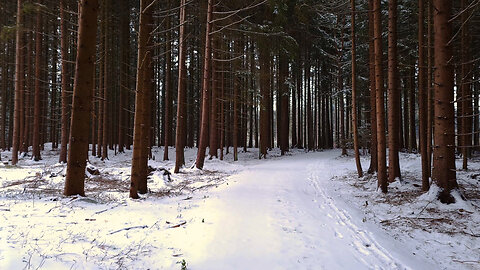 Walking in a Winter Wonderland - ASMR Virtual Winter Forest Walk Nature Sounds Snow No Music