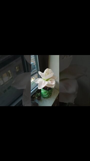 Rock Me Amadeus! 💗