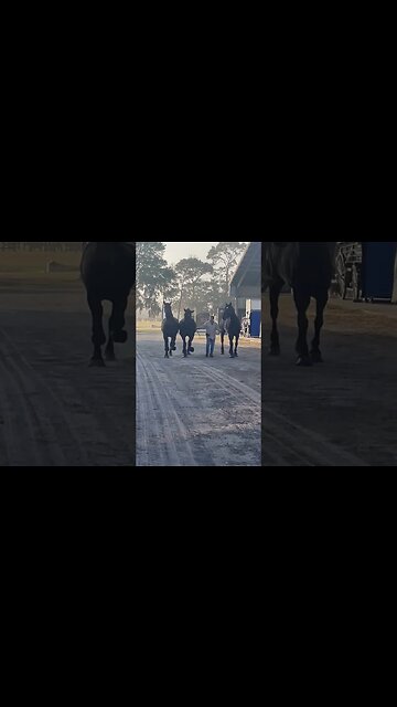 Hold your horses....Percherons