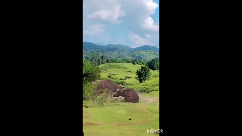 bison_vs_lion_Fighting_compilation_👊😱😱😱🙈