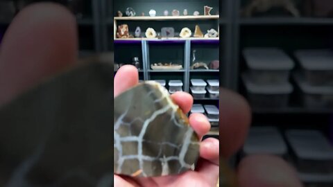 Cutting LIGHTNING STONE “septarian”