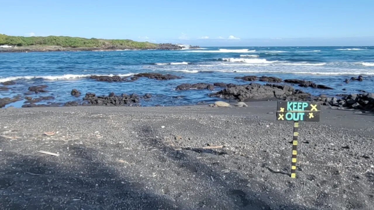 LIVE in Hawaii - Punalu'u Black Sand Beach And Turtles!