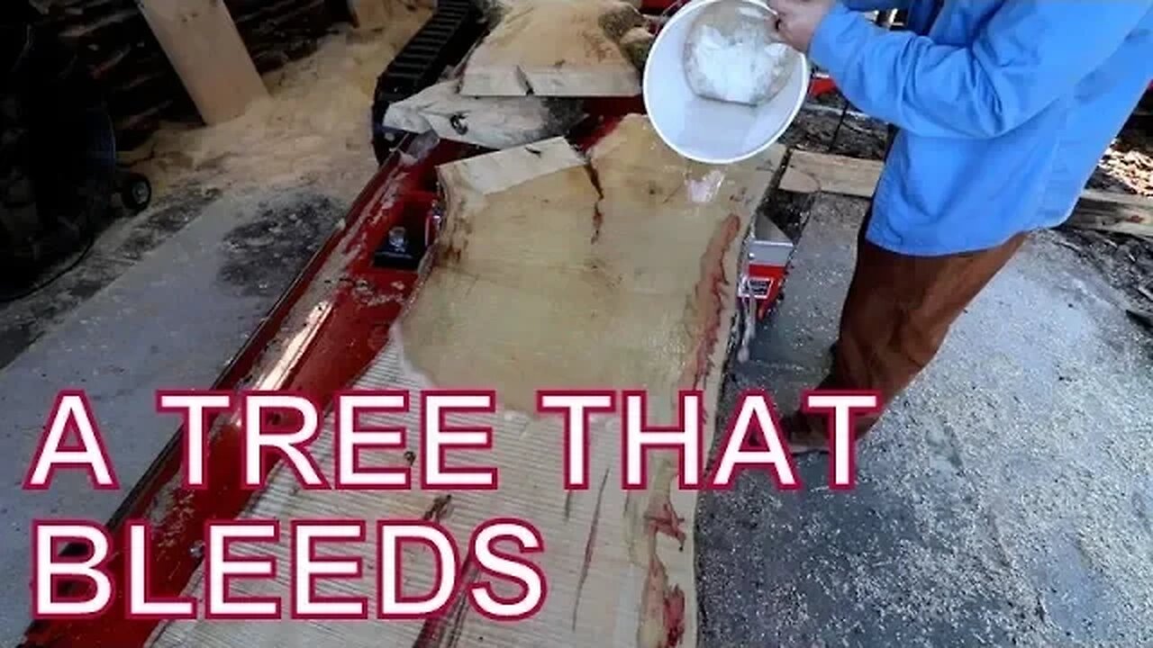 A Tree that Bleeds with Every Cut, Saw-Milling Box Elder