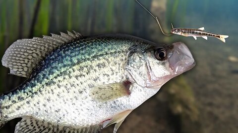 Catching SLAB Crappie One After Another in South Georgia!