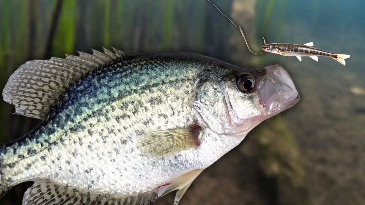 Catching SLAB Crappie One After Another in South Georgia!