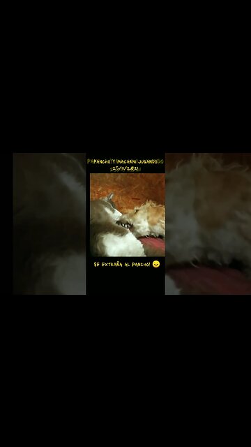 Pancho y Macarni jugando (gato y perro) #tacuarembó #uruguay (25/11/2021)
