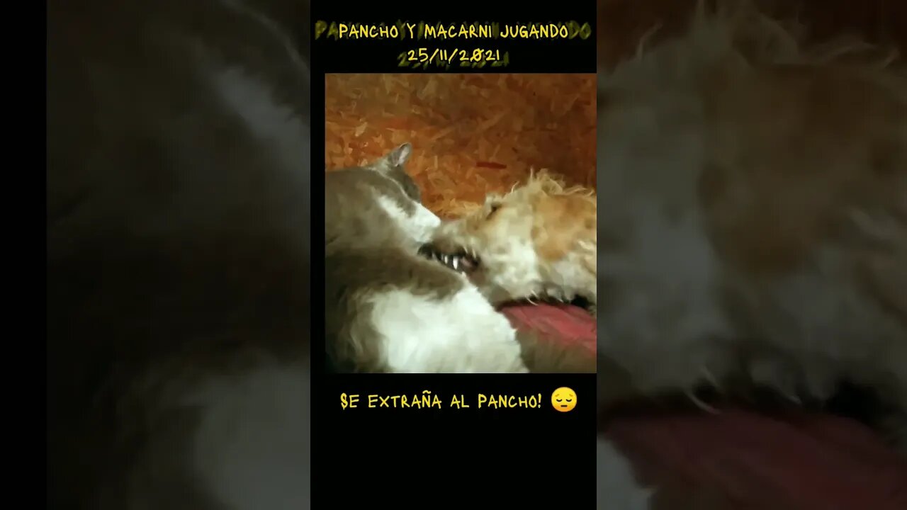 Pancho y Macarni jugando (gato y perro) #tacuarembó #uruguay (25/11/2021)