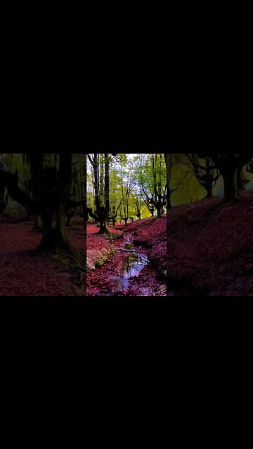 Gorbea Natural Park is called the mystical forest of Spain.
