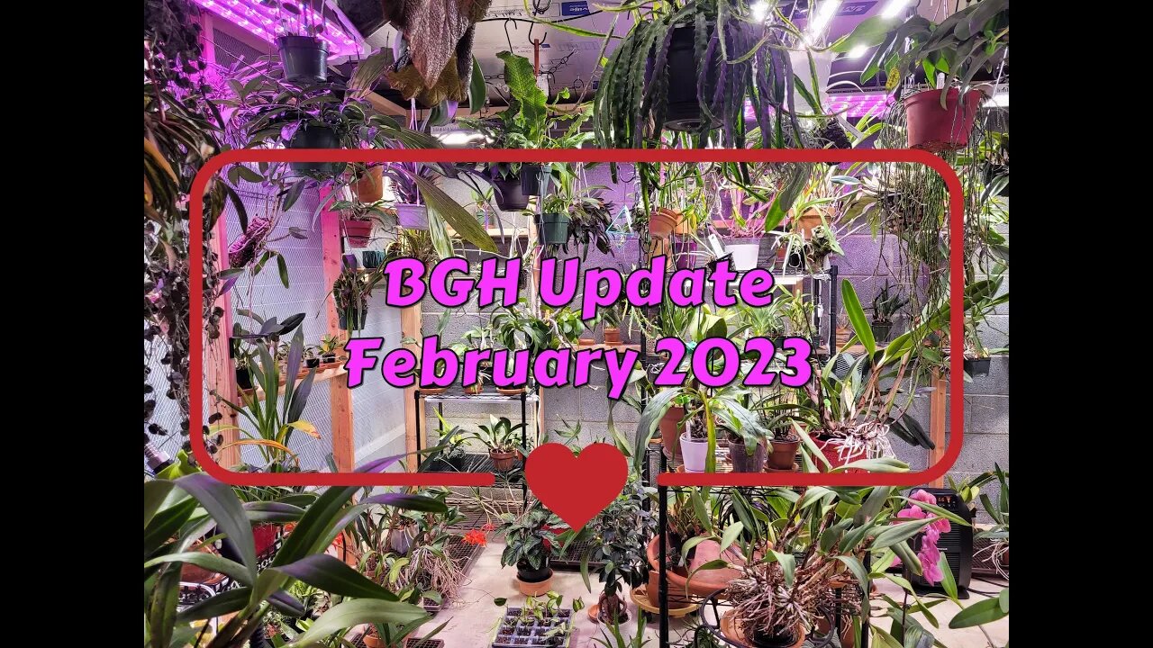Basement Greenhouse Update (February 2023)