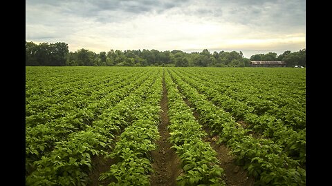 Beautiful potato farm