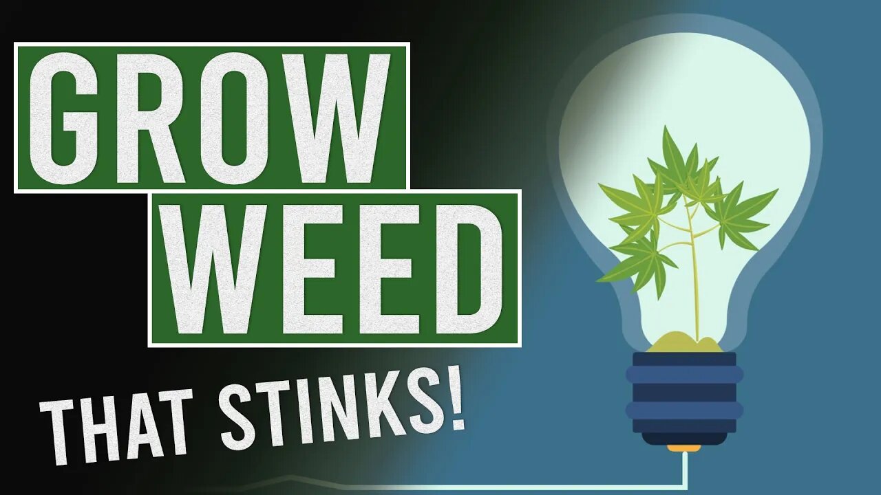 Grow Weed that STINKS! but tastes great!