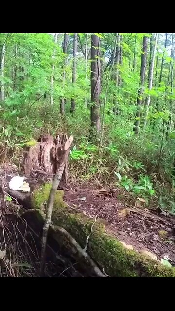 Man survives Black Bear attack then had to change his pants.