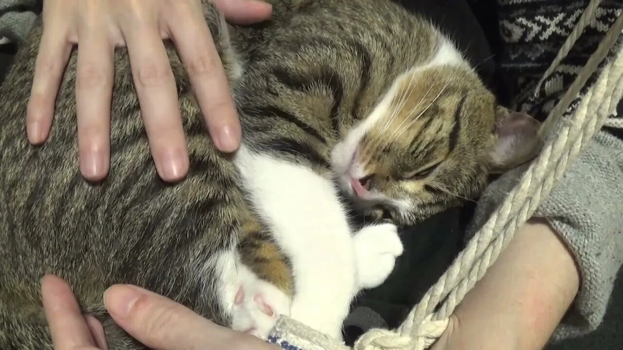 Purring Cat Loves to Sleep in My Arms