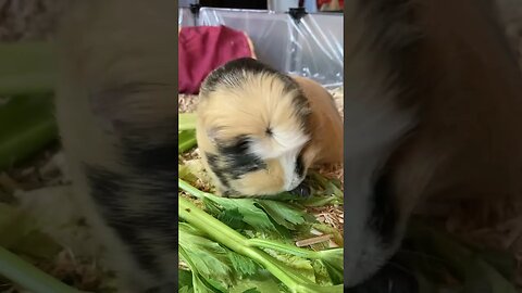 Guinea pig Svea is curious