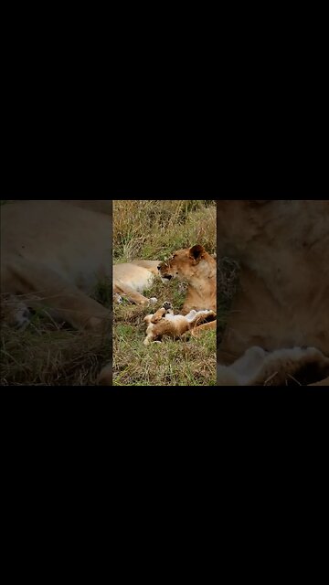 Lovely Lion Cub #shorts | #ShortsAfrica