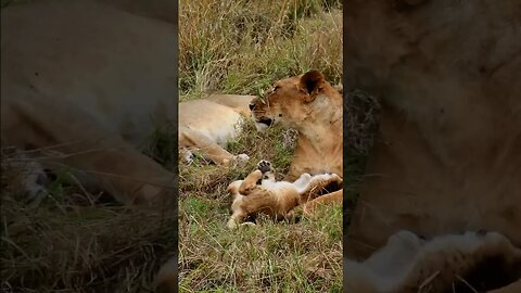 Lovely Lion Cub #shorts | #ShortsAfrica