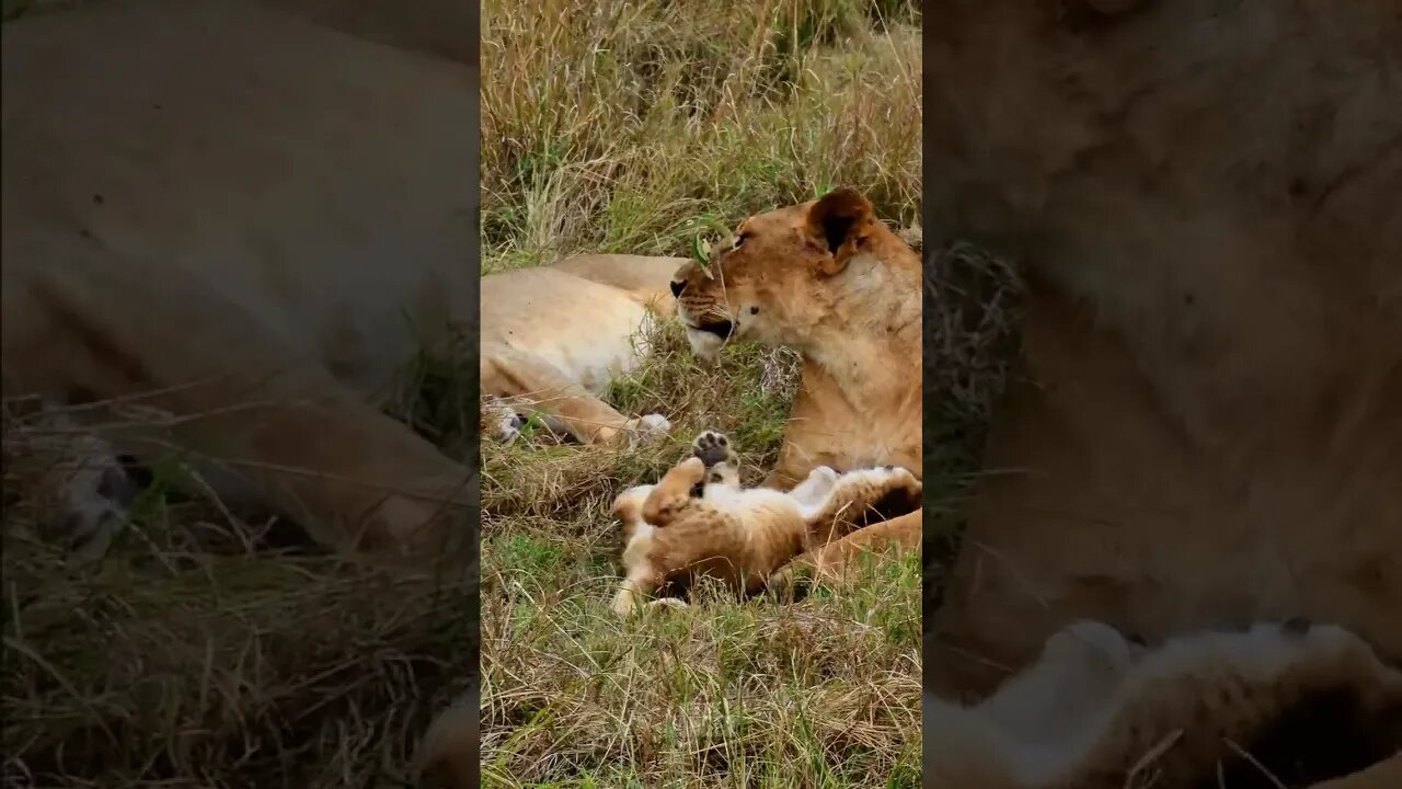 Lovely Lion Cub #shorts | #ShortsAfrica